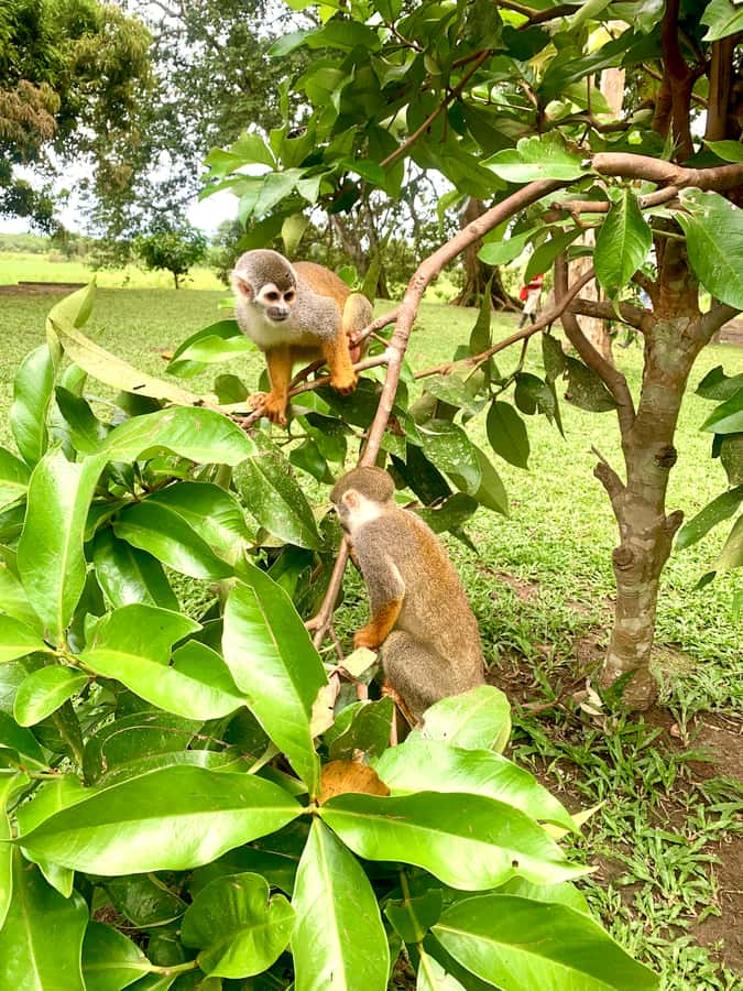 2-Day All Inclusive Guided Jungle Tour from Iquitos - Monkey Island and the limits of close wildlife viewing