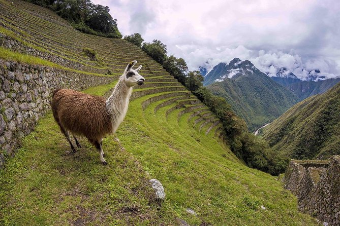 2-Day Short Inca Trail to Machu Picchu - Group size, fitness, and who should choose it