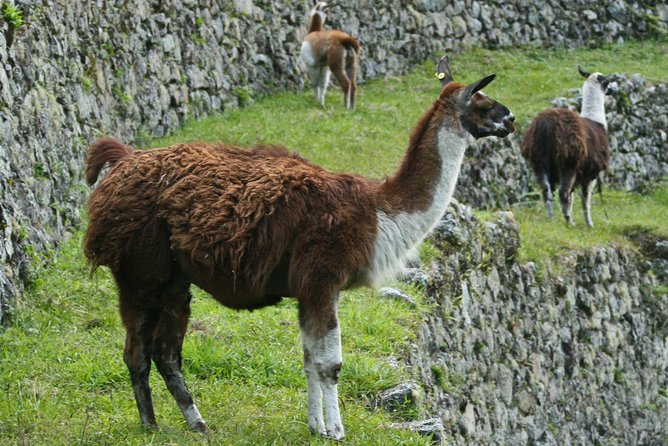 2 Day - Short Inca Trail to Machu Picchu - Group Service - Who will get the most from this tour?
