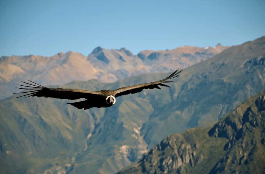 2-Day Tour Colca Canyon in Arequipa with end in Puno - Coca tea at Patahuasi and alpacas at Toccra
