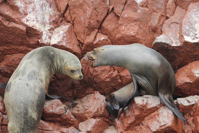 2-Hour Tour to the Ballestas Islands from Puerto San Martín - The Candelabra appears before the islands
