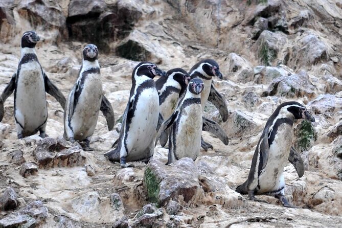 2-Hour Tour to the Ballestas Islands from Puerto San Martín - What the two-hour timing really gives you