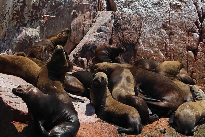 2-Hour Tour to the Ballestas Islands from Puerto San Martín - Is $49 good value for this boat trip?