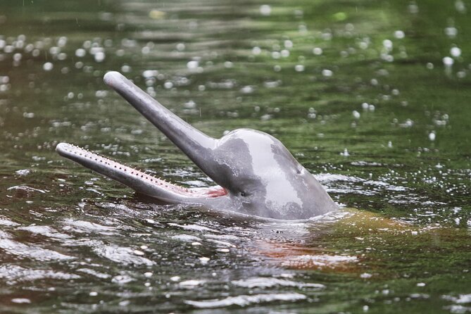3-Day All Inclusive Guided Jungle Tour from Iquitos at Maniti Eco-Lodge - What the lodge is really like