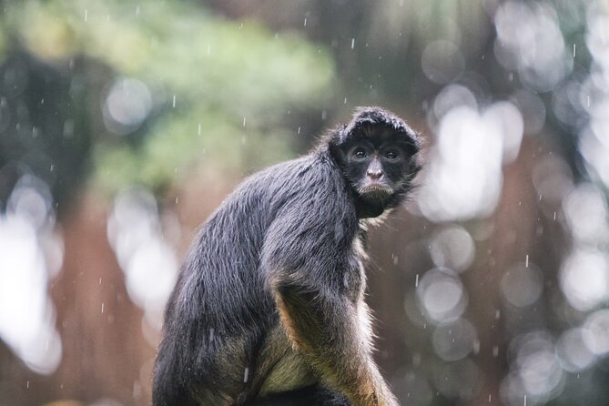 3-Day All Inclusive Guided Jungle Tour from Iquitos at Maniti Eco-Lodge - Monkey Island and the first afternoon