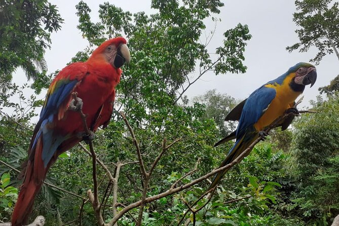 3-Day Eco-Sustainable Private Tour Manu National Park - Machuwasi Lagoon by wooden raft