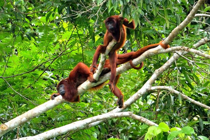 3-Day Eco-Sustainable Private Tour Manu National Park - Morning at the parrot clay lick