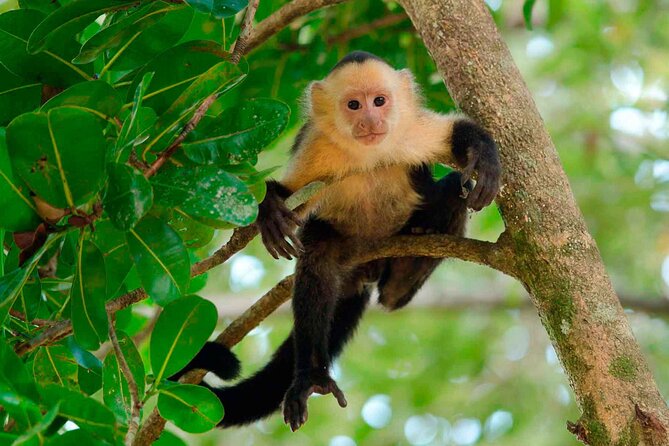 4 Day Tambopata Jungle Tour with Local Guide - Key points to know before you book
