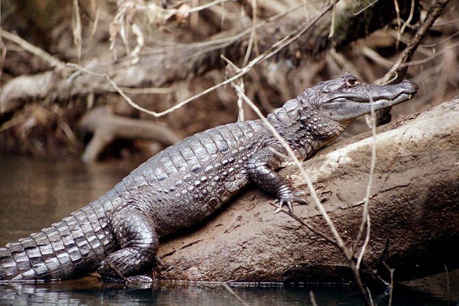 4 Day Tambopata Jungle Tour with Local Guide - Caiman spotting after dark