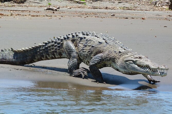 4 Day Tambopata Jungle Tour with Local Guide - A second night walk through the protected forest