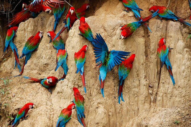 4 Day Tambopata Jungle Tour with Local Guide - Sunrise parrots at the clay cliff