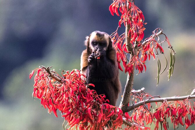 4 Day Tour to the Manu National Park - Key things to know before entering Manu