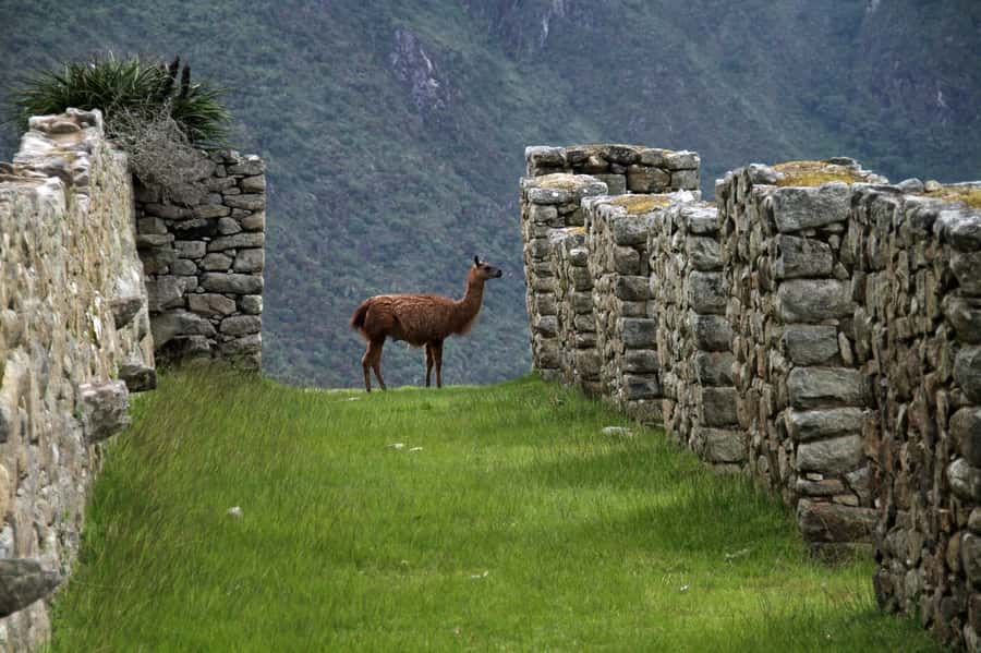 5-Day Classic Salkantay Trek to Machu Picchu return by Train - Key points to know before booking