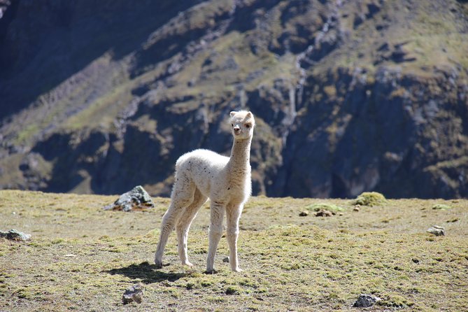 5 Day - Salkantay trek to Machu Picchu - Group Service - Day 3: Waterfalls, tropical plants, and hot springs