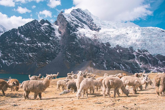 6 day Rainbow Mountain x Ausangate Trek - FlashpackerConnect - Day Four: Palomani, the Highest Pass