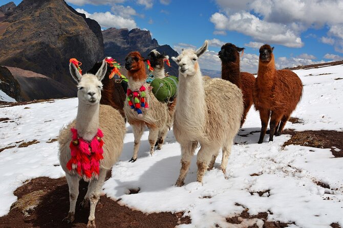 6-Day Tour of Cusco Magico-Machu Picchu-Rainbow Mountain - Day 5: Vinicunca and the high point of the trip