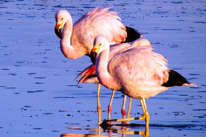 8-Hours Tour in Arequipa Laguna de Salinas with Pick-up - The Long, Rough Road Through the Reserve