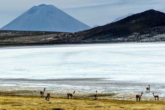 8-Hours Tour in Arequipa Laguna de Salinas with Pick-up - Optional Thermal Wells in the Arequipa Region