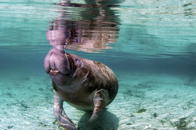 Amazon Rescue Center - Manatees Conservation Center Admission Ticket - Key points to know before you go
