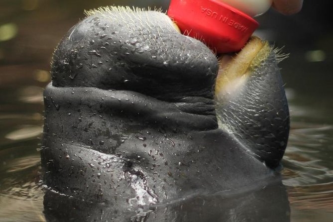 Amazon Rescue Center - Manatees Conservation Center Admission Ticket - The manatee rehabilitation area
