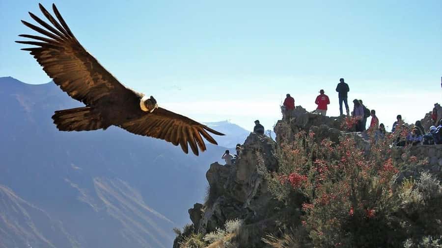 Arequipa: 2-Day Colca Canyon Classic Tour return to Arequipa - Key points before you book