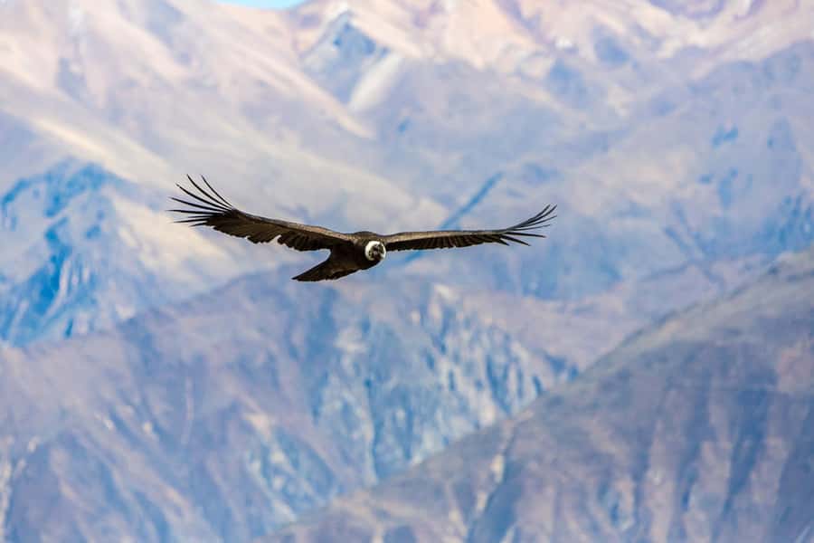 Arequipa : Colca Canyon 2-Day Adventure - The guide and driver can shape the whole day