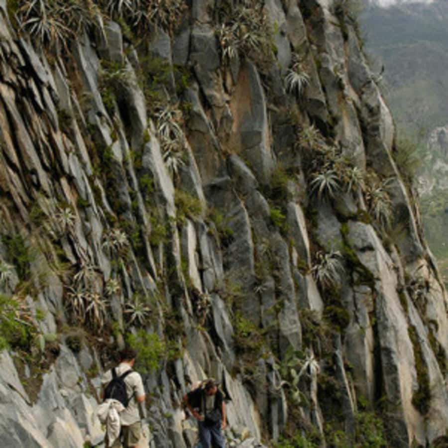 Arequipa: Colca Canyon Trekking 2 days and 1 night + food - Volcanoes, wetlands, and camelid herds on the return