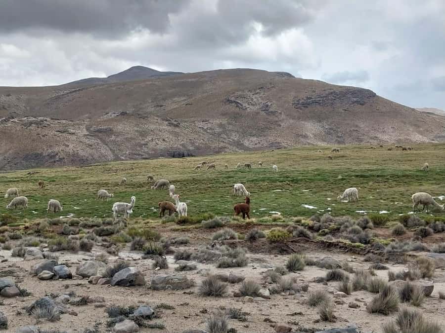 Arequipa: Full-Day Tour to Salinas Salt Lake - Through Salinas and Aguada Blanca