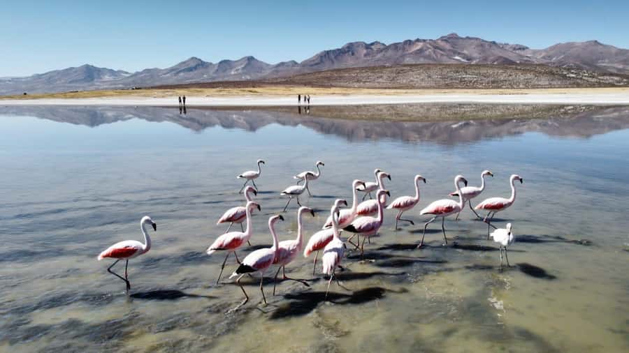 Arequipa: Full-Day Tour to Salinas Salt Lake - Lunch back in Chiguata