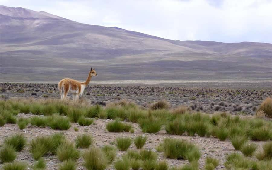Arequipa: Fullday Colca Canyon + Lunch + Transfer to Puno - Maca, Pinchollo, and Yanque