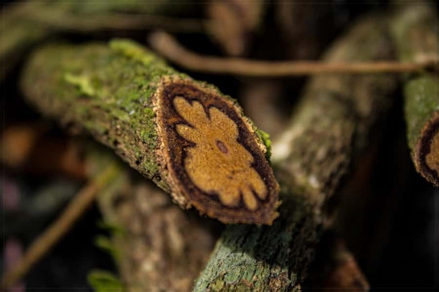 Ayahuasca Ceremony 1 Day in Cusco - First, Know Which Plant Ceremony You Are Booking