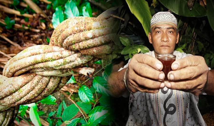 Ayahuasca Ceremony 1 Day in Cusco - What the Wachuma Experience Is Intended to Feel Like