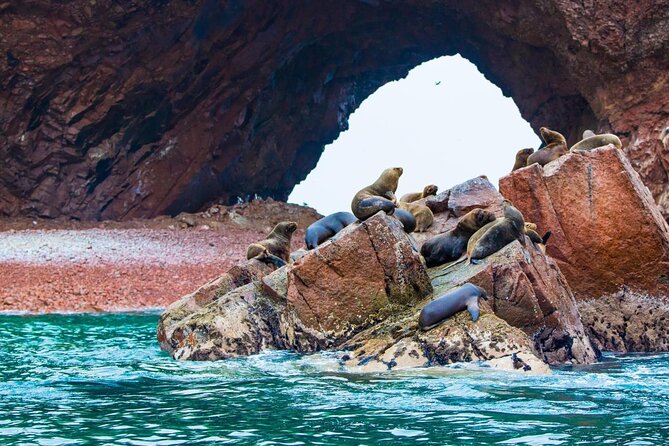 Ballestas island & Paracas reserve from PISCO CRUISESHIP TERMINAL - Why Ballestas and Paracas belong together