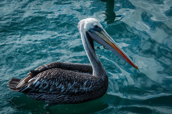 Ballestas island & Paracas reserve from PISCO CRUISESHIP TERMINAL - How much time do you really need?