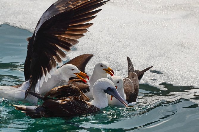 Ballestas island & Paracas reserve from PISCO CRUISESHIP TERMINAL - Guide quality and group size