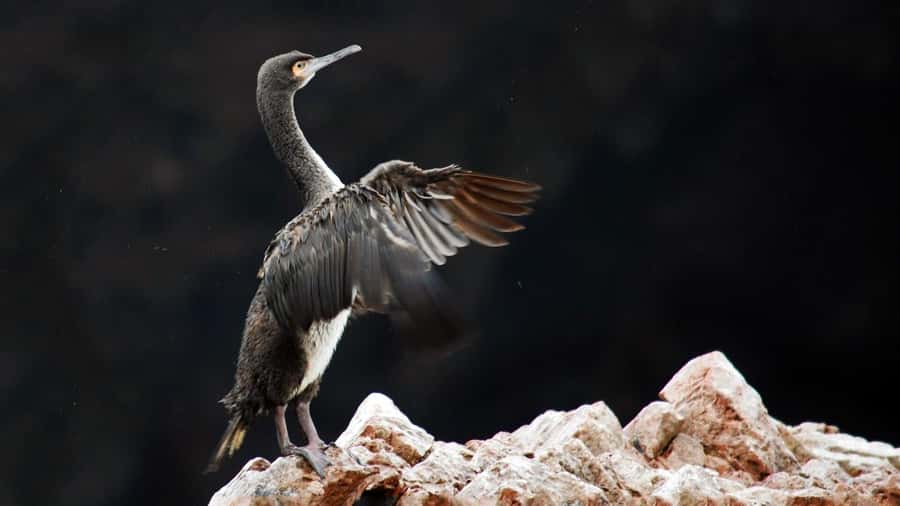 Ballestas Islands and Huacachina Oasis Half-Day Tour - A 40-minute pause before heading inland
