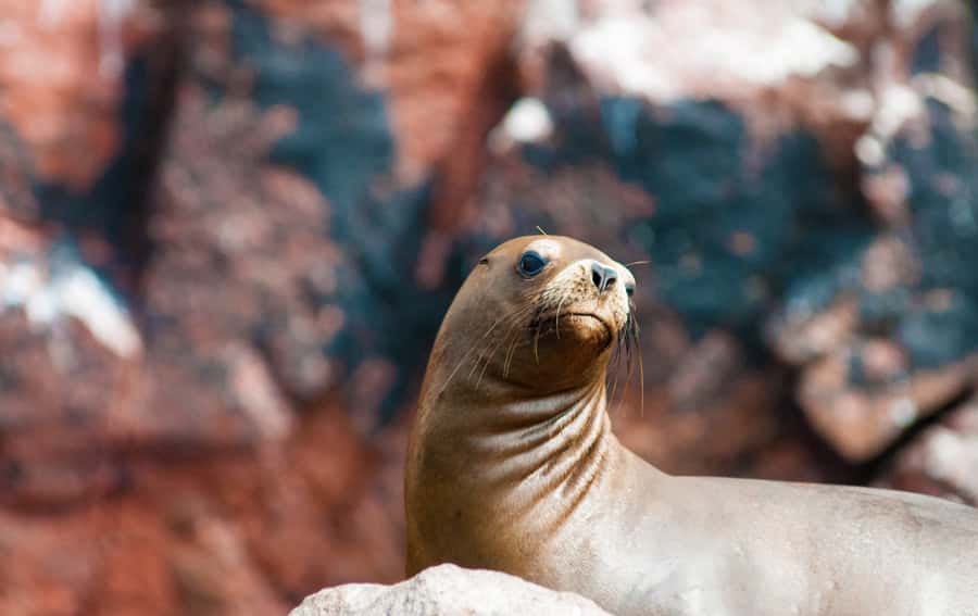 Ballestas Islands and Huacachina Oasis Half-Day Tour - Huacachina Oasis and the great sand dunes