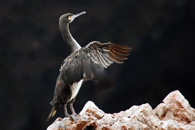 Ballestas Islands from San Martin Port CRUISESHIP TERMINAL - Who will enjoy this excursion most