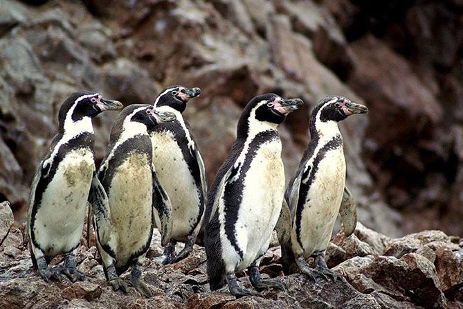 Ballestas Islands Group Tour from Paracas - From the Paracas office to the marina