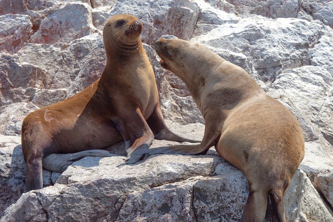 Ballestas Islands Group Tour from Paracas - Caves and sea conditions
