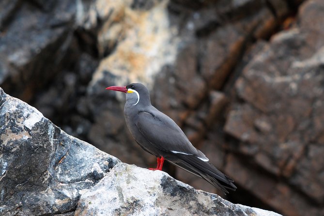 Ballestas Islands Group Tour from Paracas - What to bring, and what to leave behind