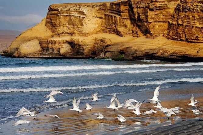 Ballestas Islands & National Reserve of Paracas from Ica - La Mina Beach and the final reserve stops