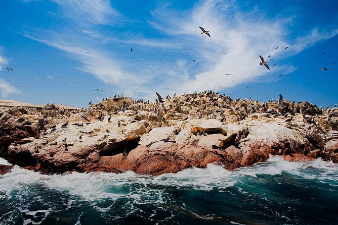 Ballestas Islands & National Reserve of Paracas from Ica - Pickup, communication, and the return to Ica
