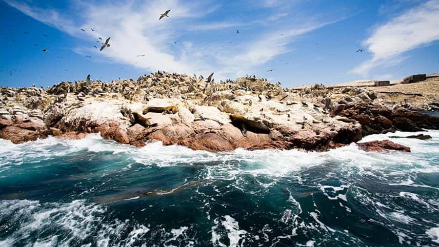 Ballestas Islands & Paracas National Reserve from Paracas - How to prepare for wind, sun, and spray