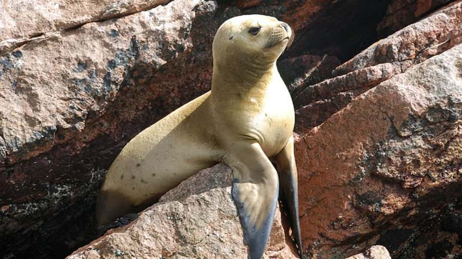 Ballestas Islands & Paracas National Reserve from Paracas - The Candelabro makes an odd first impression