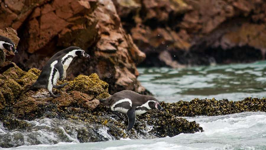 Ballestas Islands & Paracas National Reserve from Paracas - El Chaco gives you one useful hour ashore