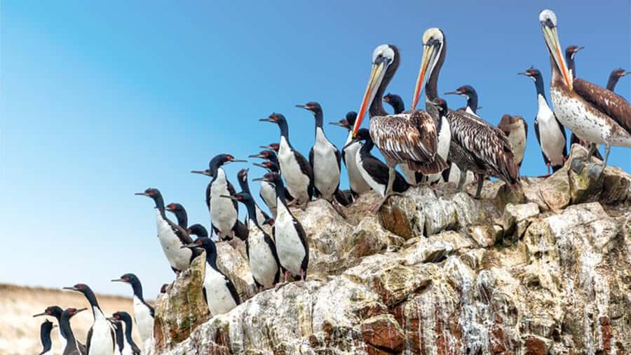 Ballestas Islands & Paracas National Reserve from Paracas - Playa Roja earns its name
