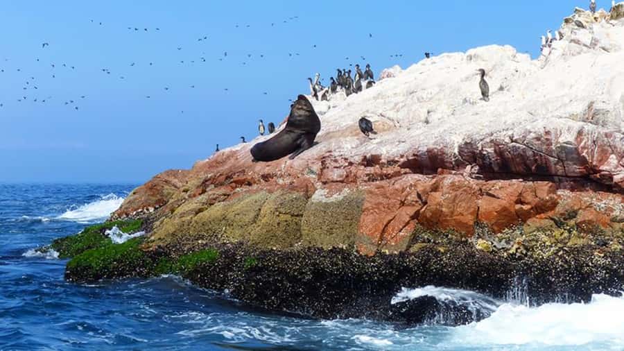 Ballestas Islands & Paracas National Reserve from Paracas - Guides, language, and the feel of the day