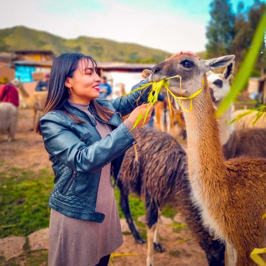 BUS 180 CUSCO - What the $37 price covers
