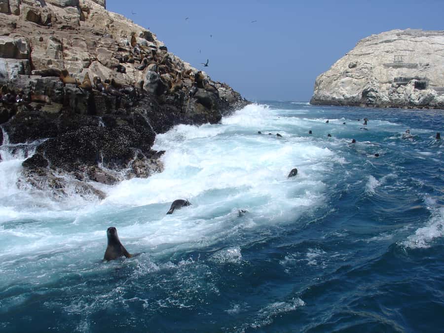 Callao: Swimming with Sea Lions Palomino Islands Boat Tour - Meeting at El Mirador in Callao